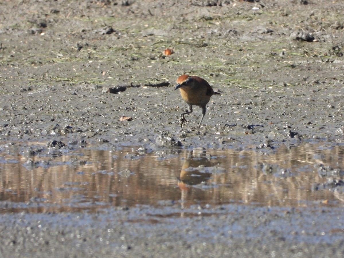 Rusty Blackbird - ML643794719