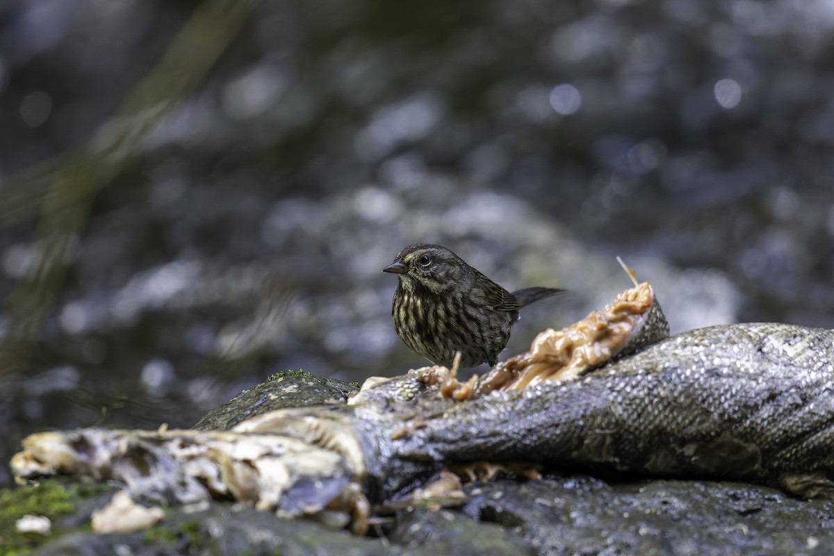 Song Sparrow - ML643794722
