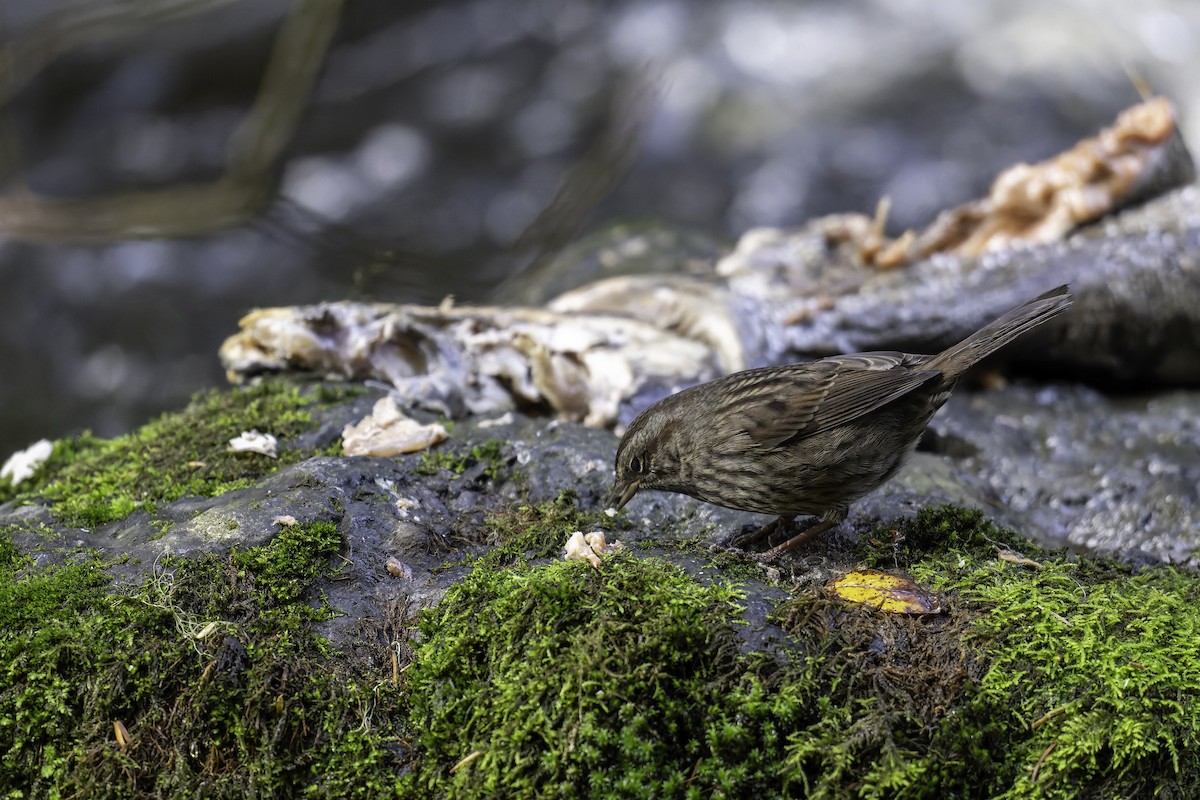 Song Sparrow - ML643794723
