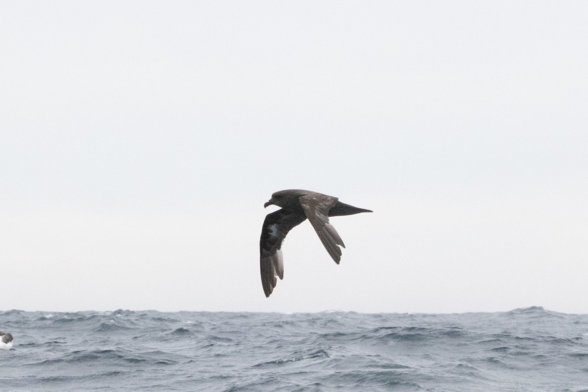 Тайфунник довгокрилий - ML643794726