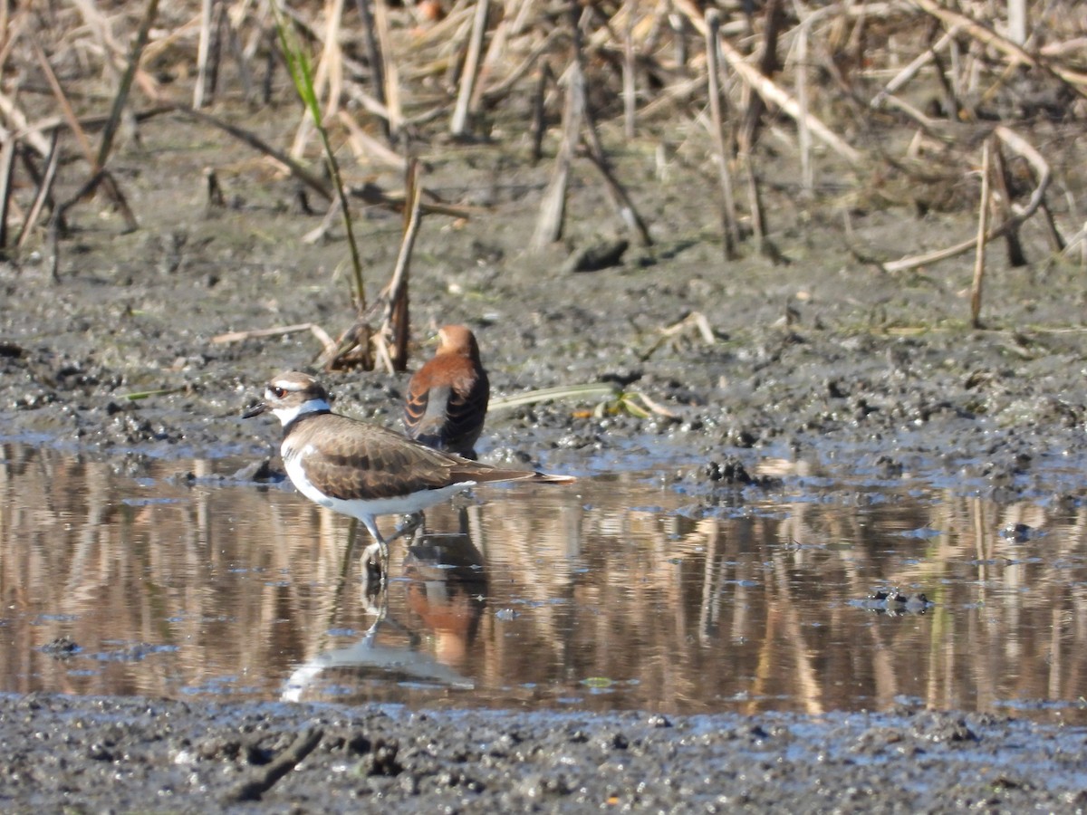 Rusty Blackbird - ML643794738