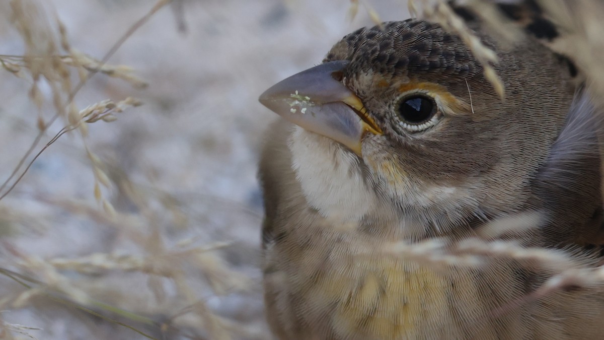 Dickcissel - ML643794745