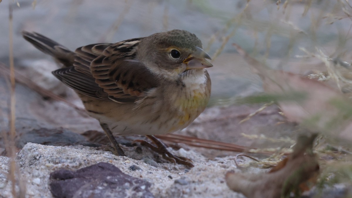 Dickcissel - ML643794746