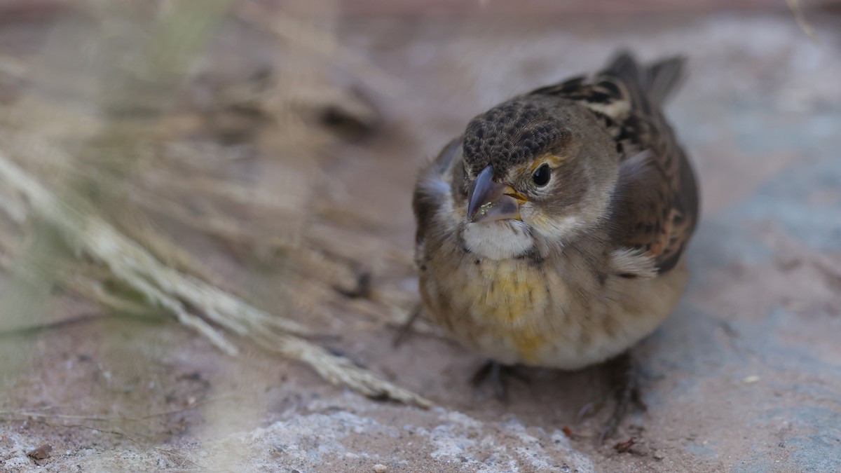 Dickcissel - ML643794747