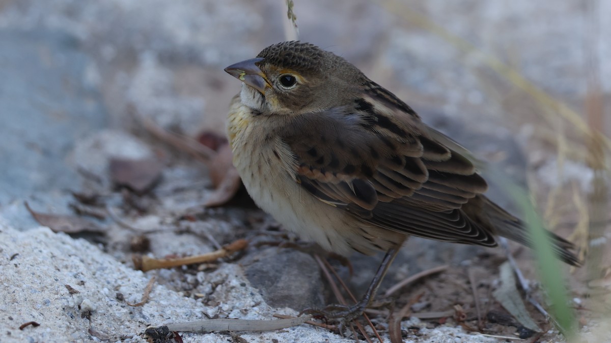 Dickcissel - ML643794748
