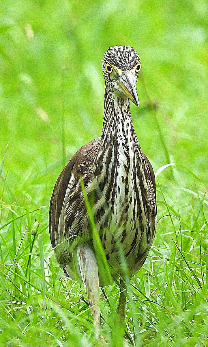 Chinese Pond-Heron - ML643794750