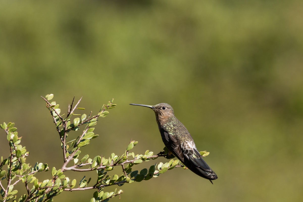 kjempekolibri - ML643794751