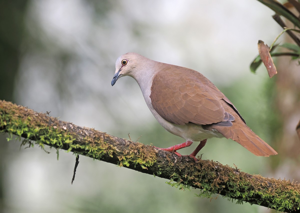 Pallid Dove - ML643794766