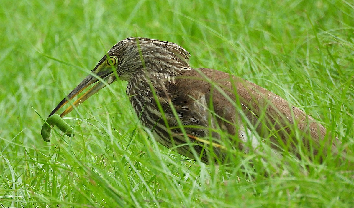 Chinese Pond-Heron - ML643794767