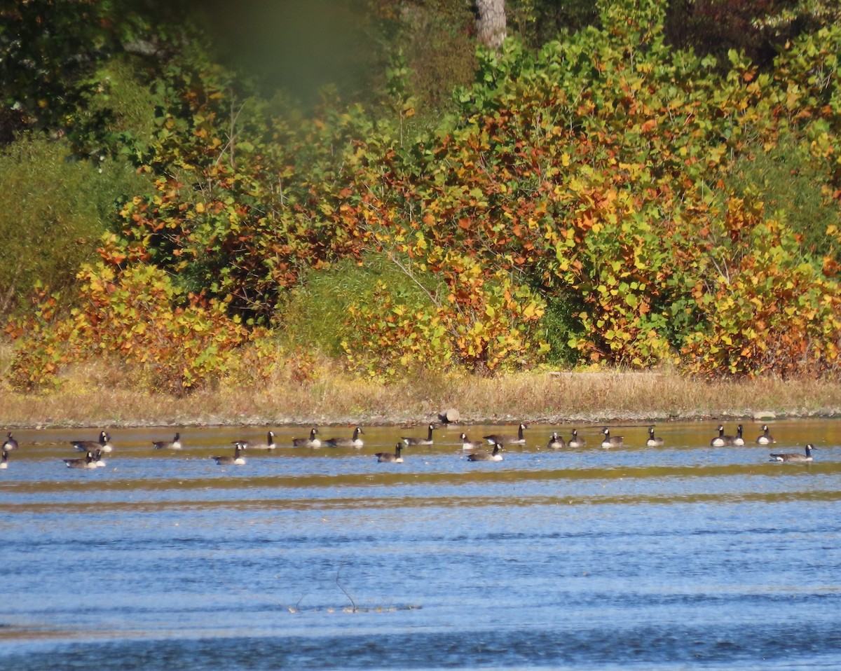 Canada Goose - ML643794771