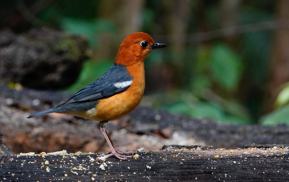 Orange-headed Thrush - ML643794803