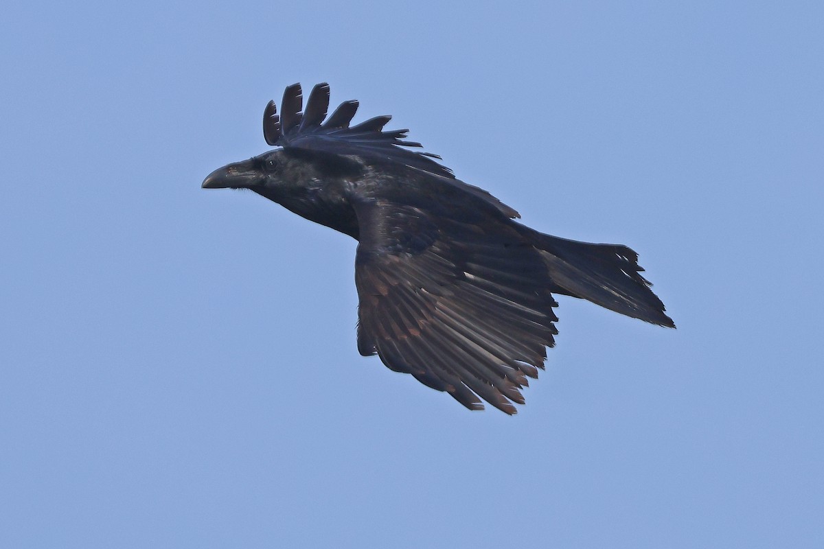 Grand Corbeau - ML643794808