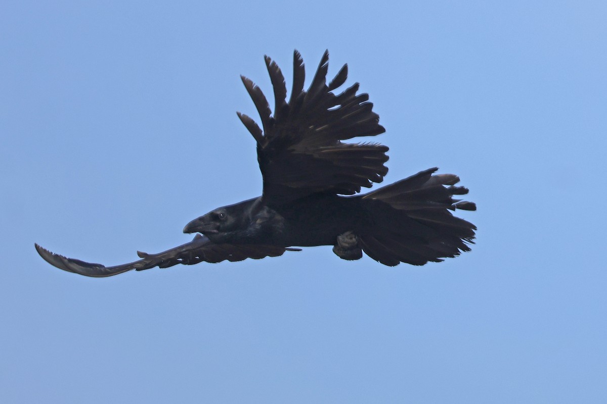 Grand Corbeau - ML643794811