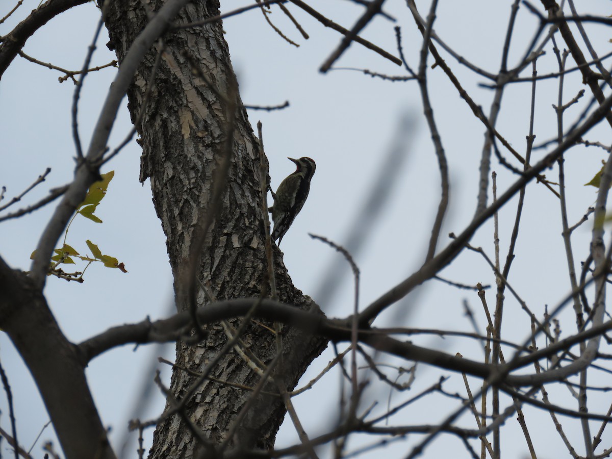 sapsucker sp. - ML643794822
