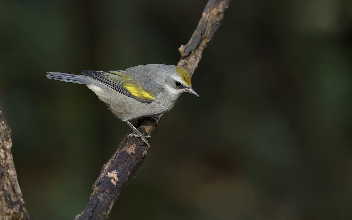 Golden-winged Warbler - ML643794837