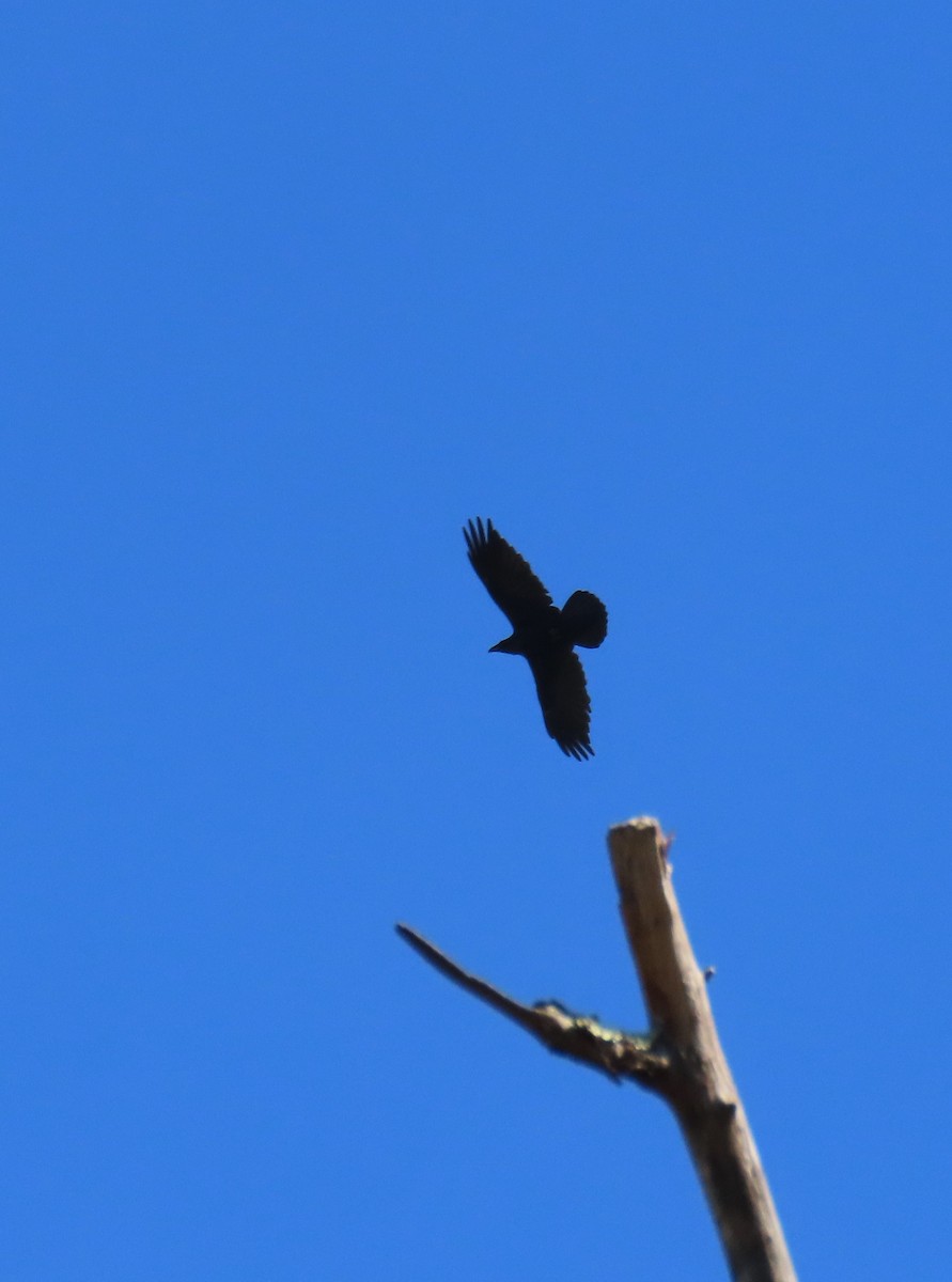 Grand Corbeau - ML643794841