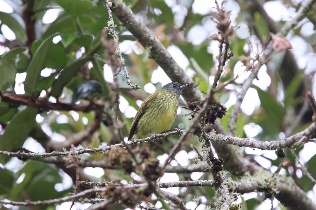 Streak-necked Flycatcher - ML643794842