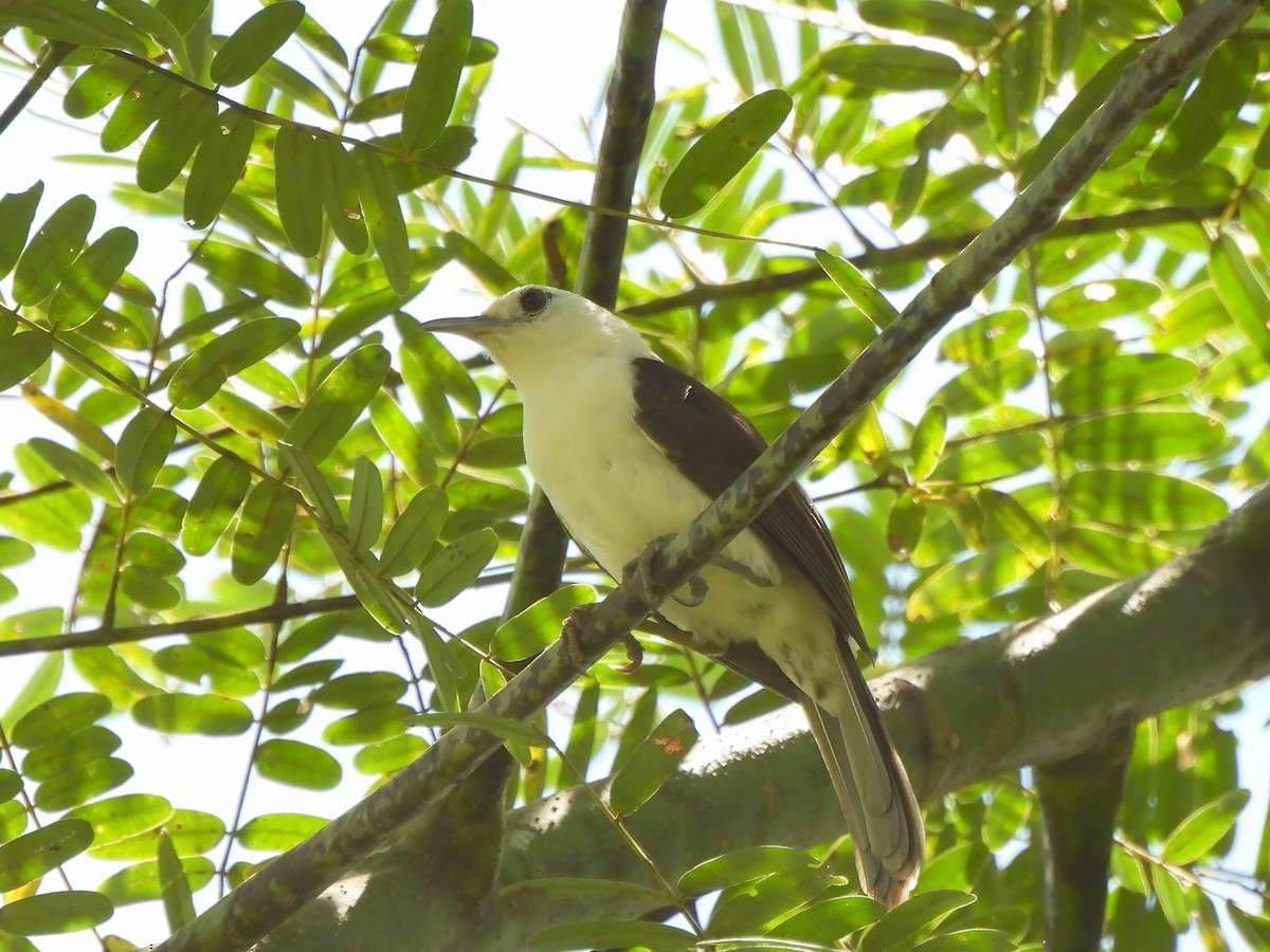 White-headed Wren - ML643794844
