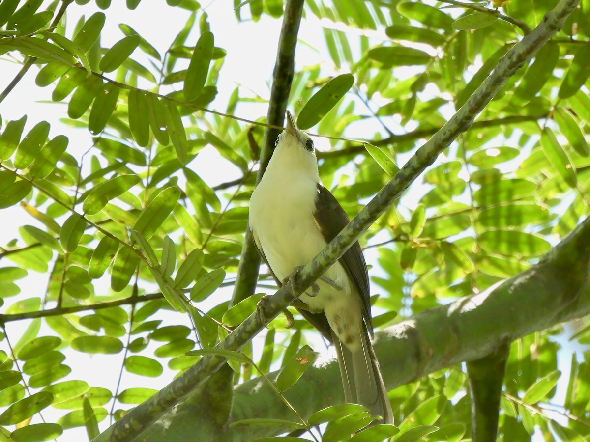 White-headed Wren - ML643794845