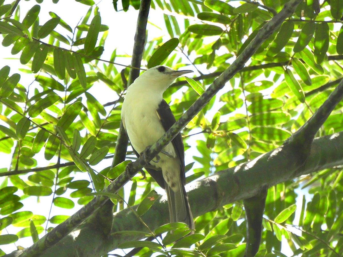 White-headed Wren - ML643794846