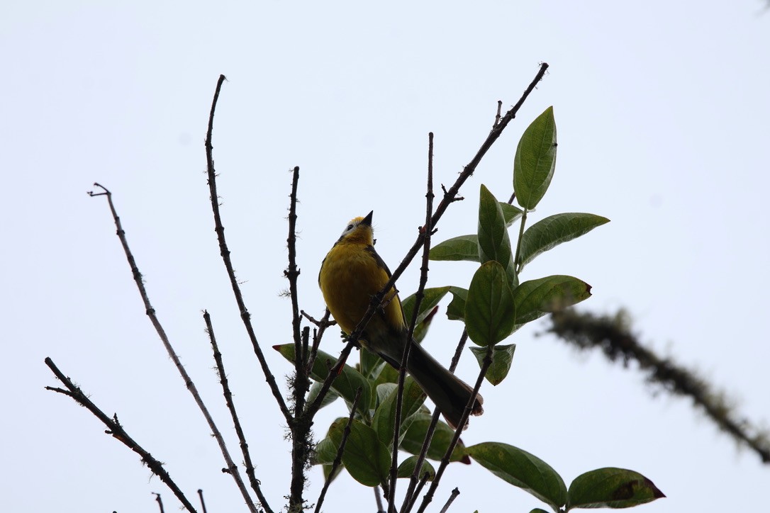 Golden-fronted Redstart - ML643794906