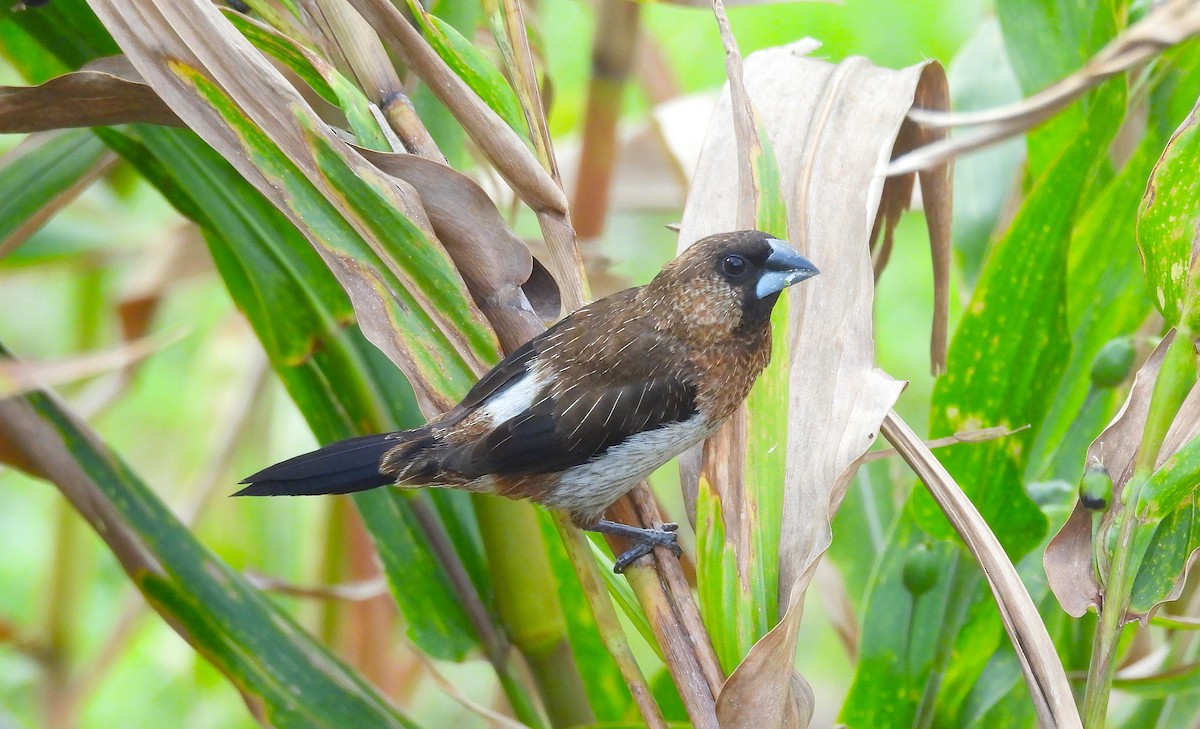 White-rumped Munia - ML643794910
