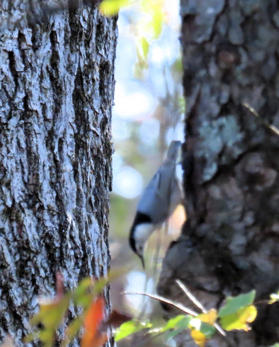 White-breasted Nuthatch - ML643794913
