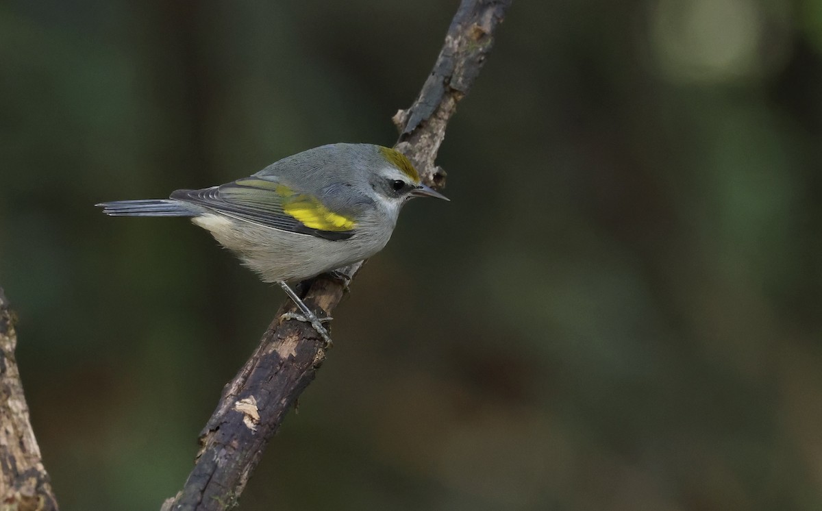 Golden-winged Warbler - ML643794931