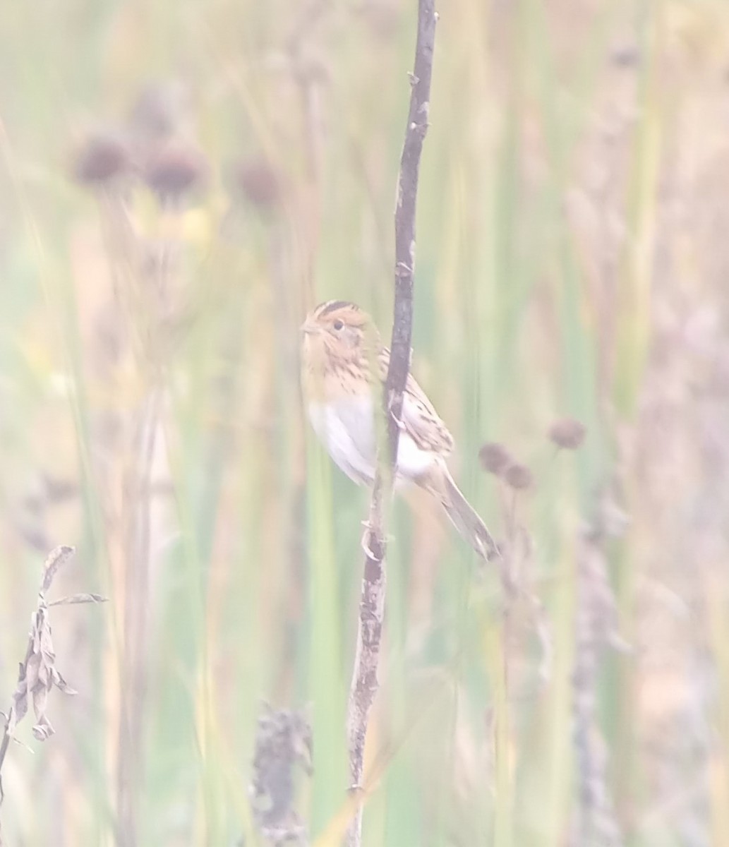 LeConte's Sparrow - ML643794936