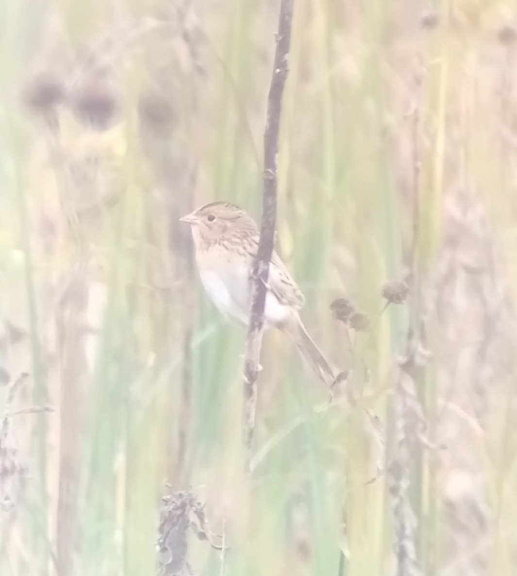 LeConte's Sparrow - ML643794942