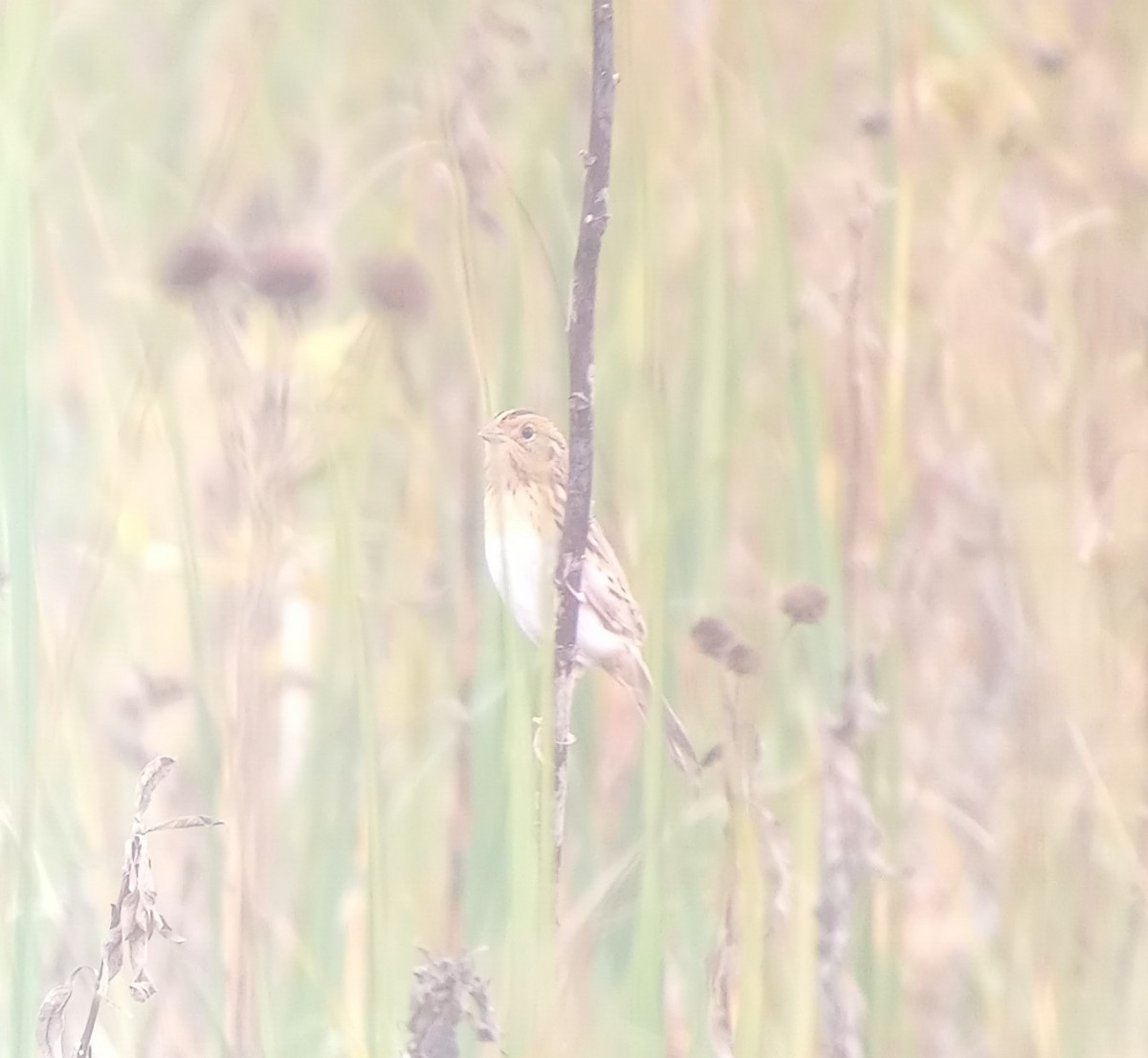 LeConte's Sparrow - ML643794945