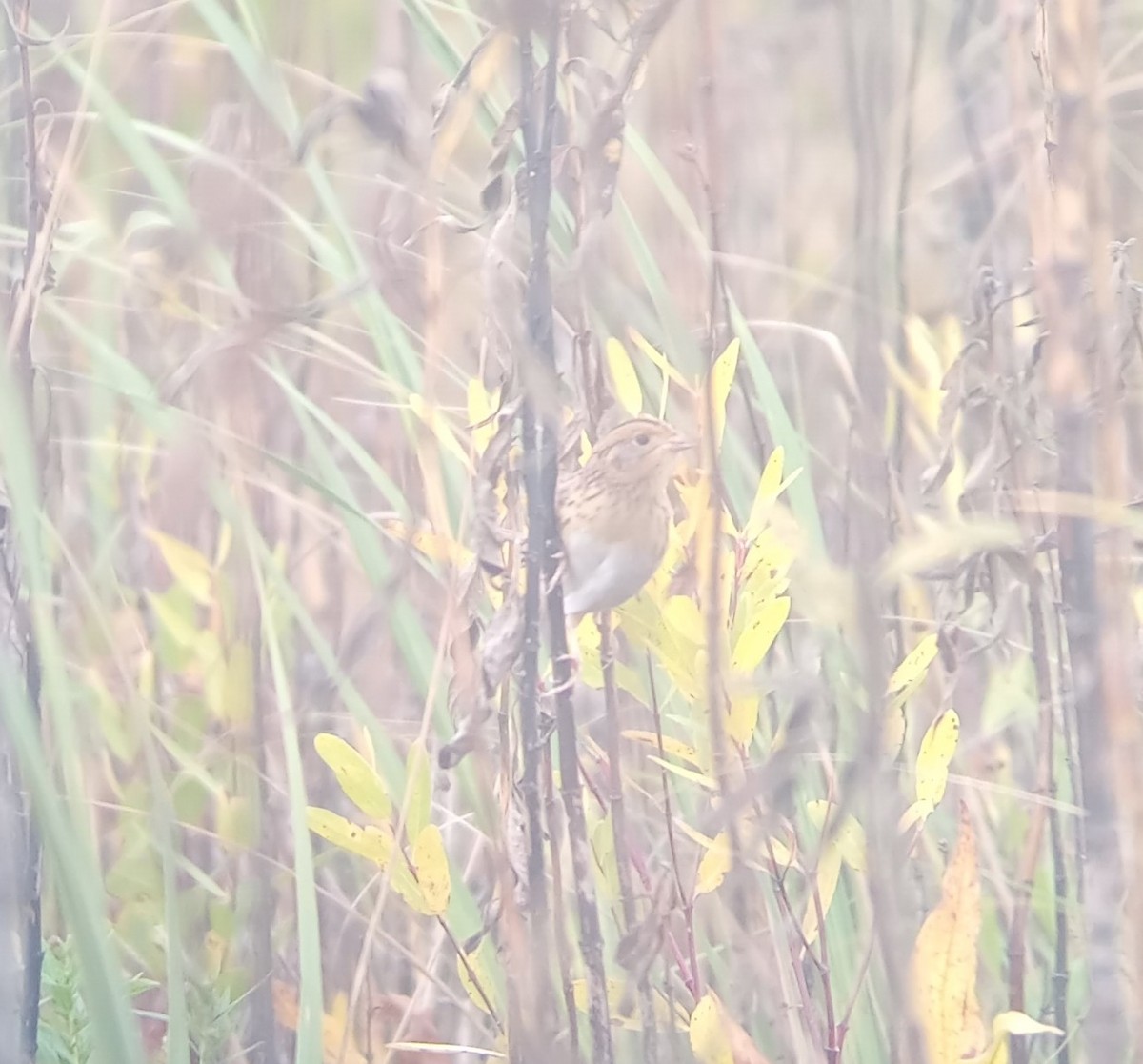 LeConte's Sparrow - ML643794948
