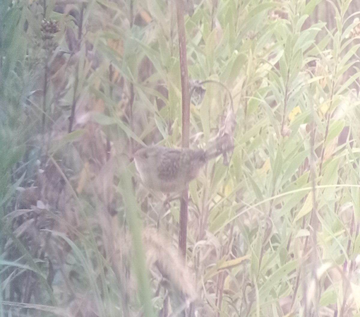 Sedge Wren - ML643794961