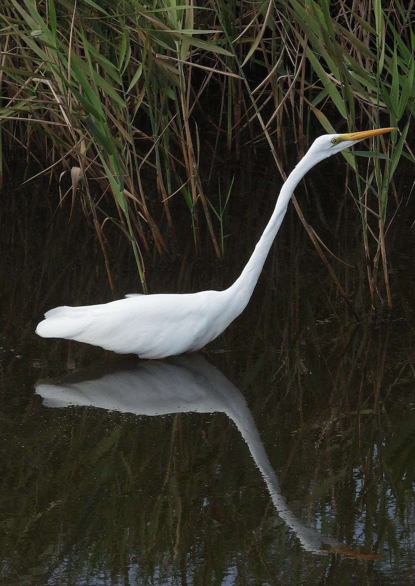 Great Egret - ML643794965