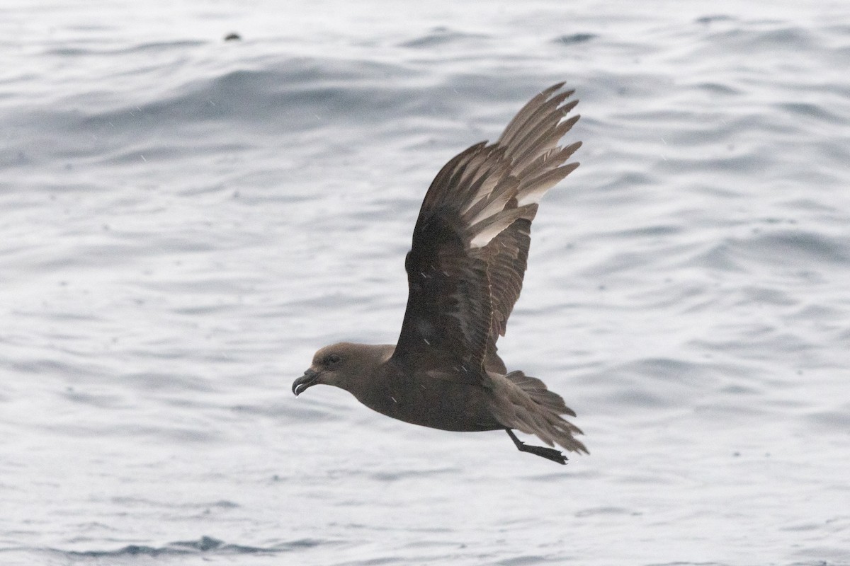 Тайфунник довгокрилий - ML643794978