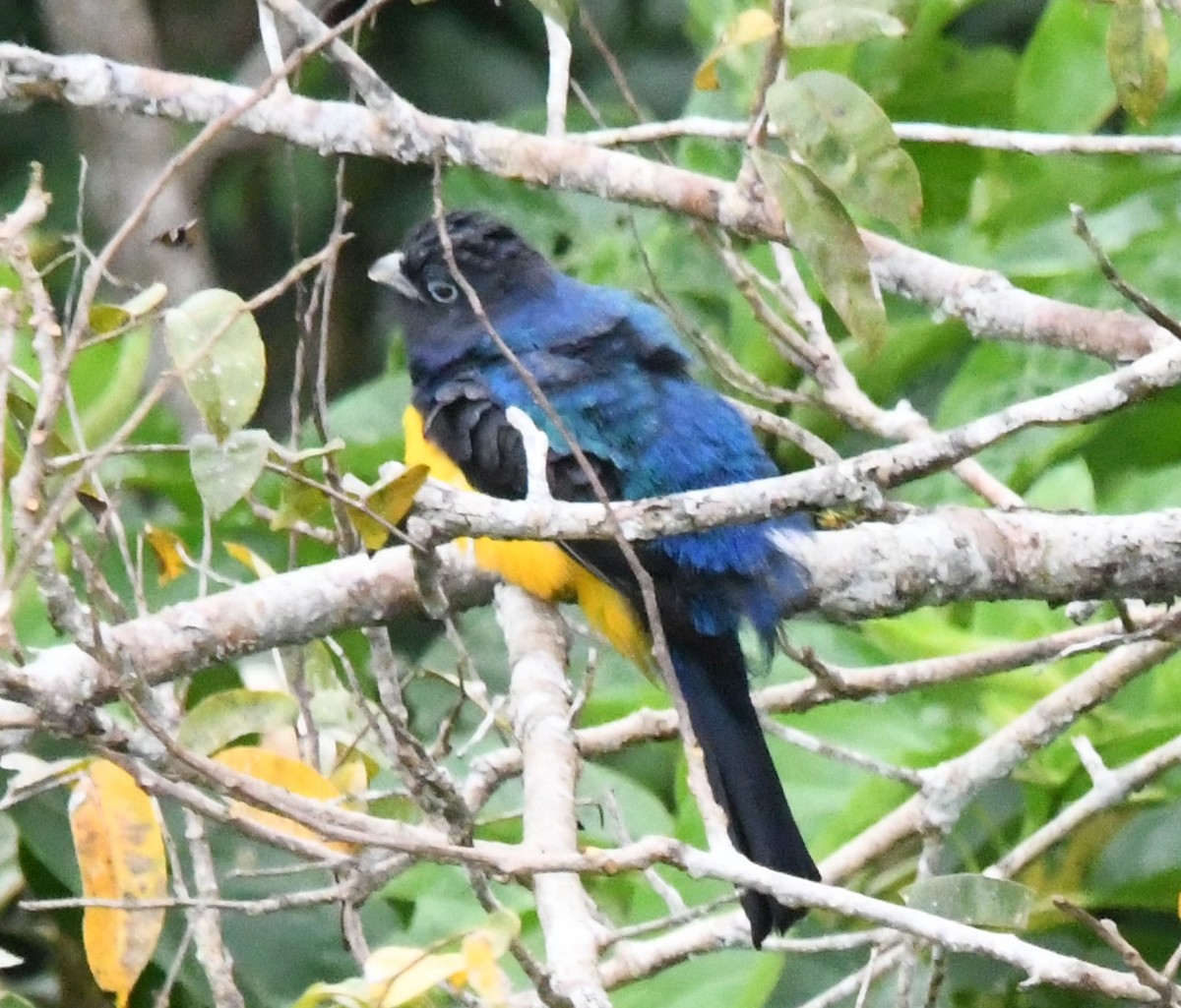 Green-backed Trogon - ML643794983