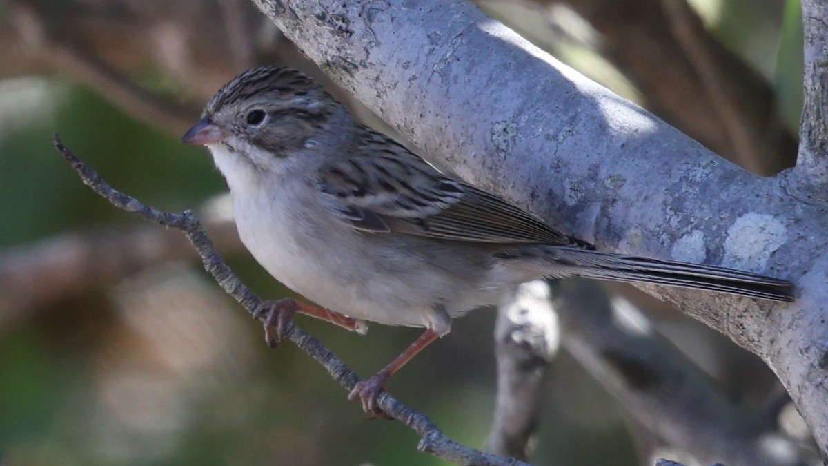 Brewer's Sparrow - ML643794997