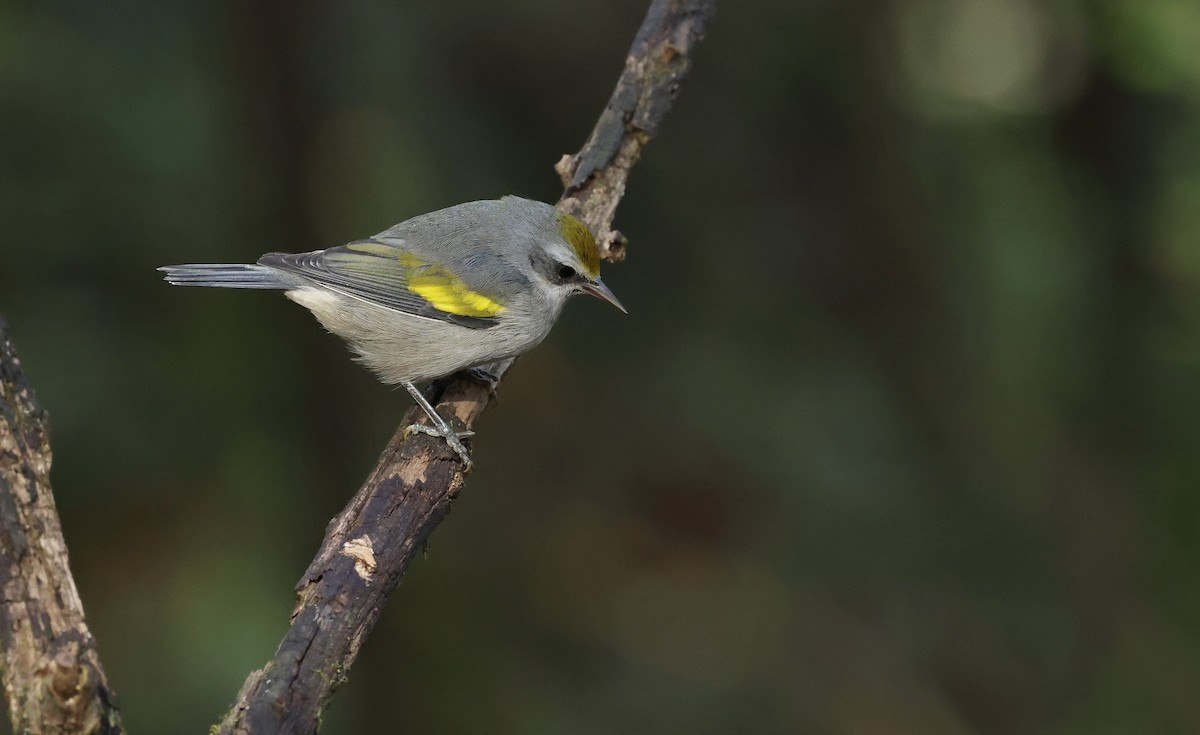Golden-winged Warbler - ML643795002