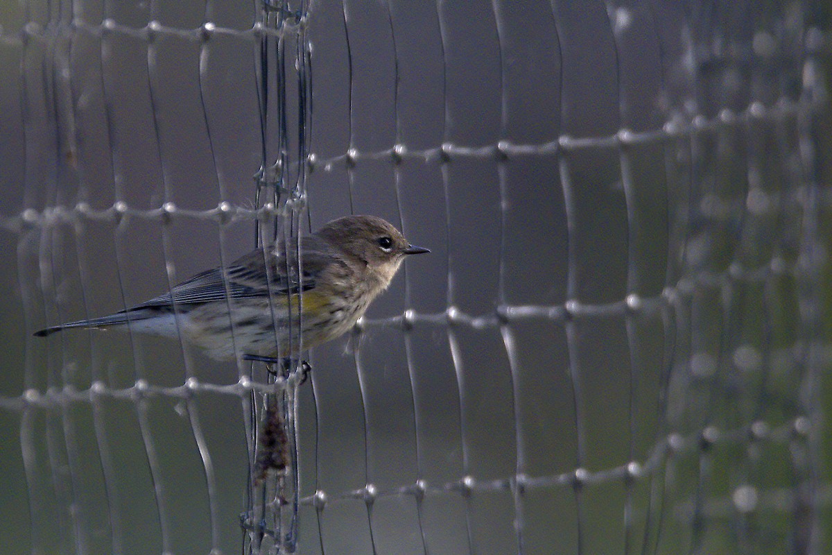 Yellow-rumped Warbler - ML643795006