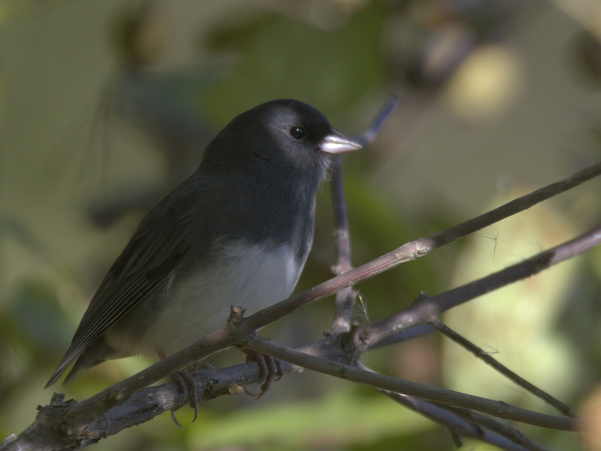 Dark-eyed Junco - ML643795014