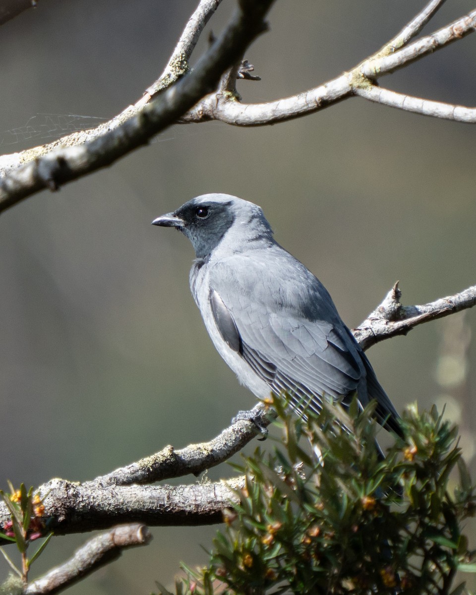 Black-faced Cuckooshrike - ML643795017