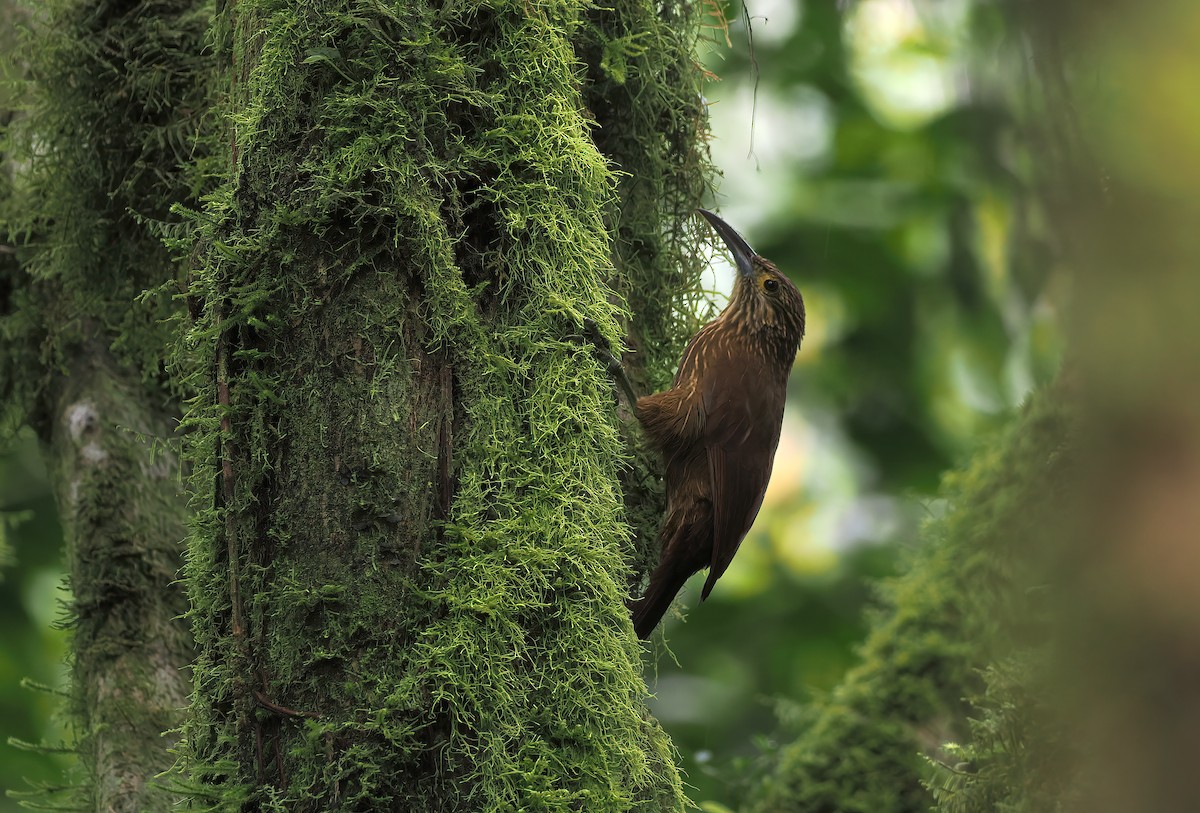Strong-billed Woodcreeper (Andean/Northern) - ML643795018