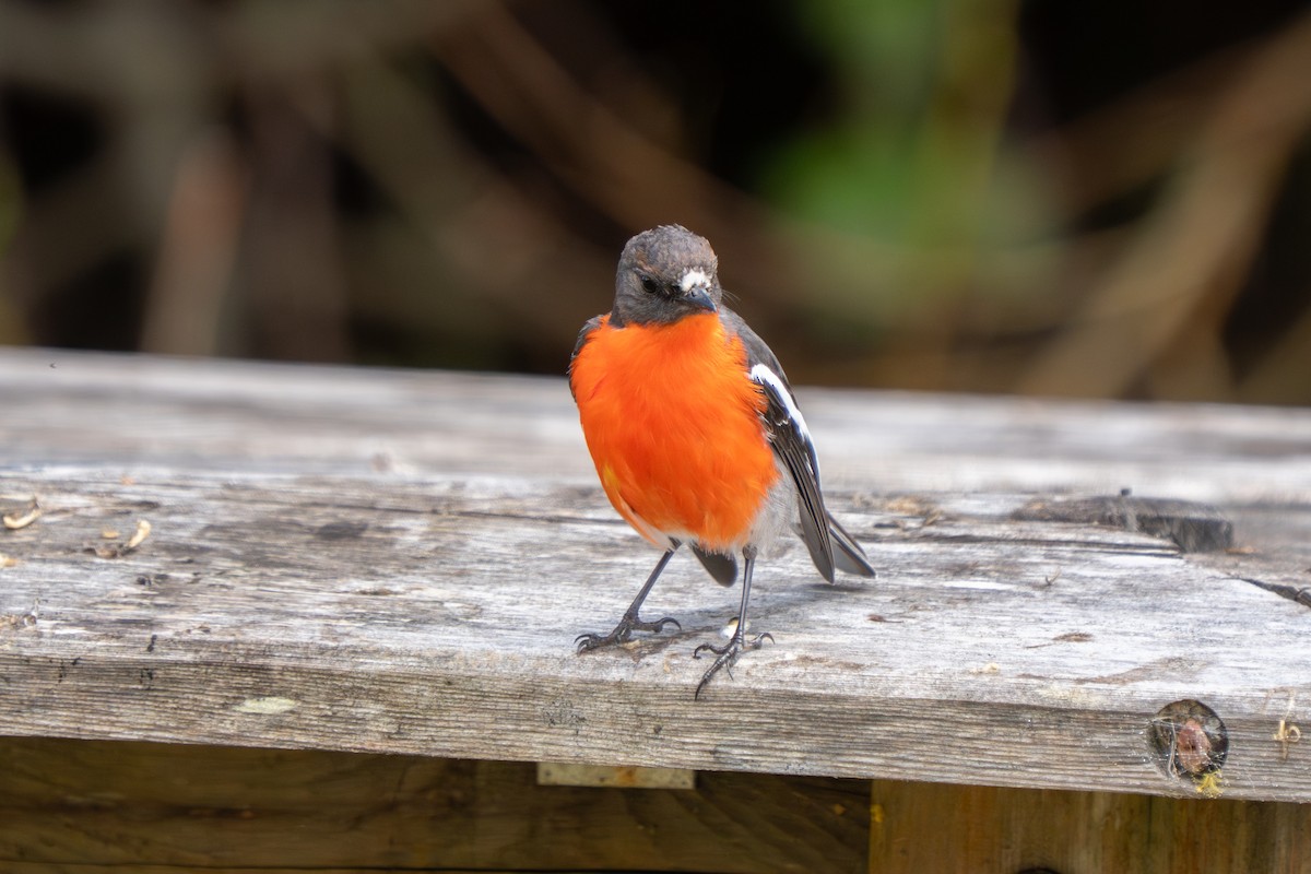 Flame Robin - ML643795025