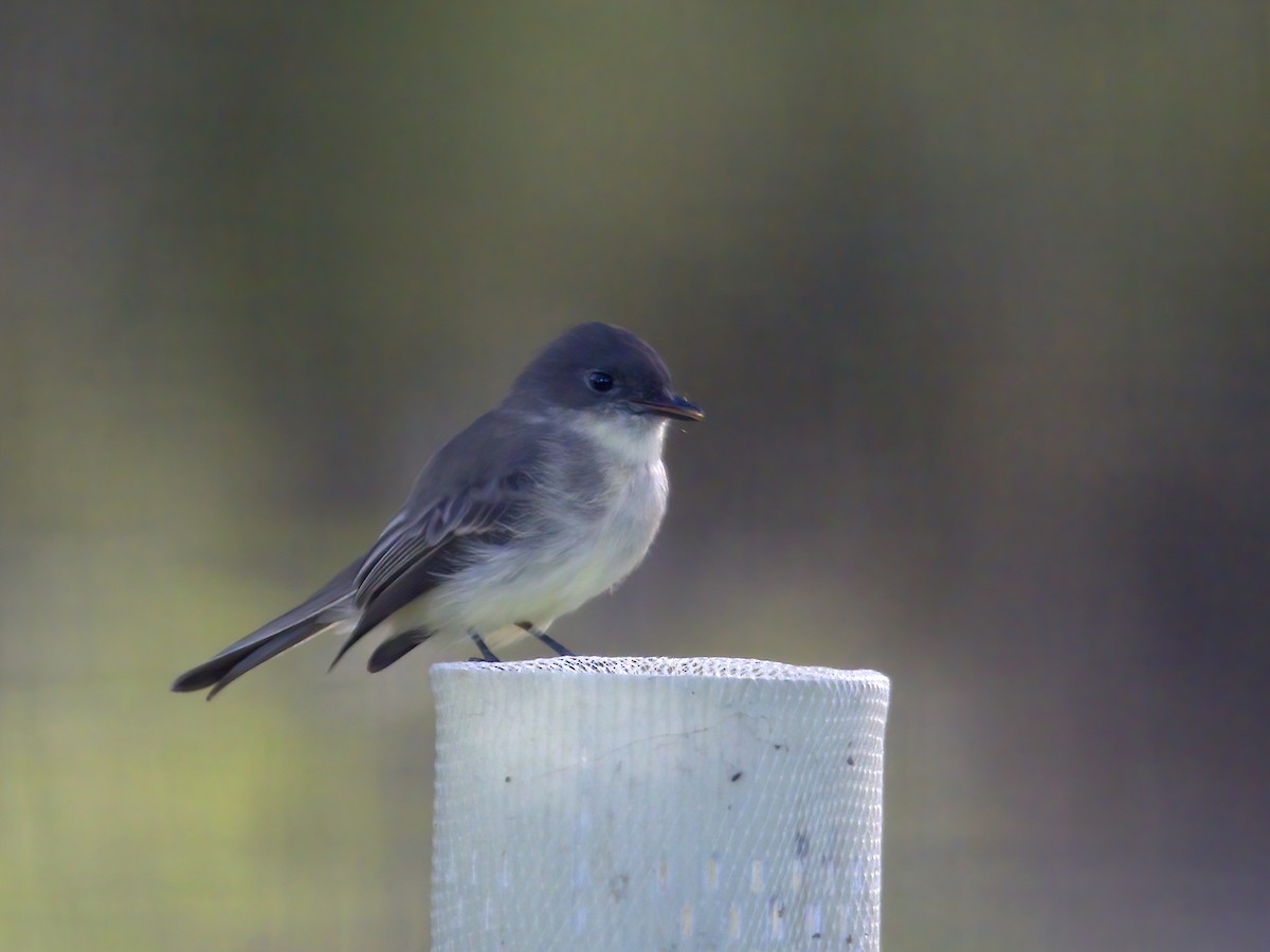 Eastern Phoebe - ML643795026