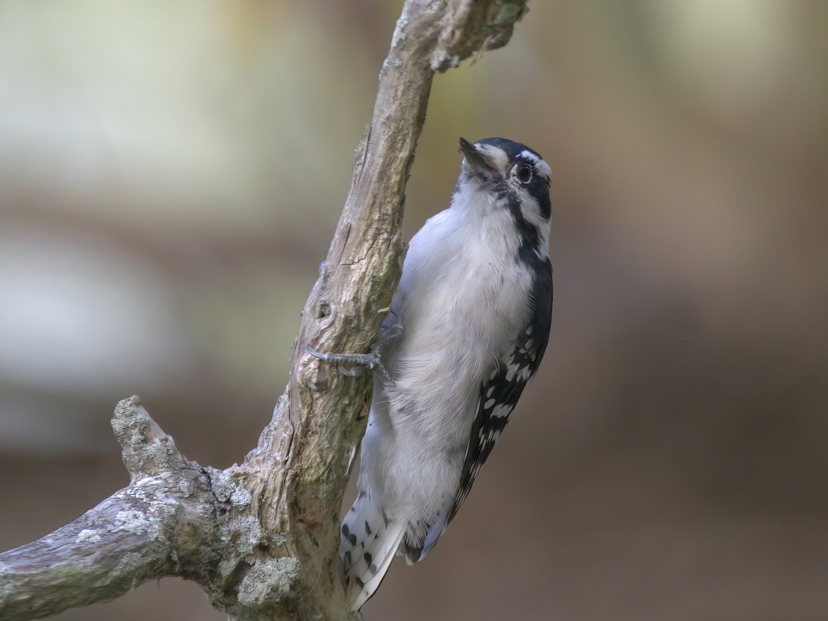 Downy Woodpecker - ML643795029