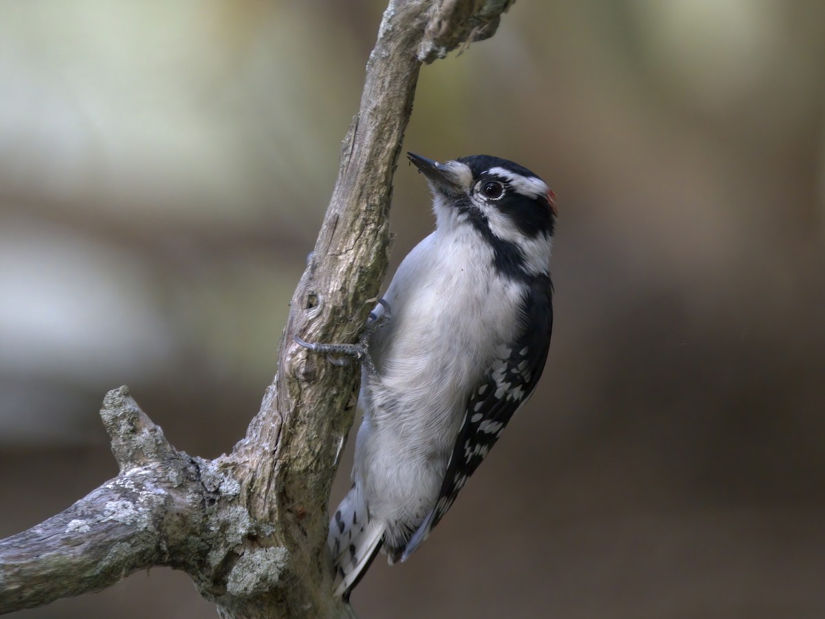 Downy Woodpecker - ML643795030