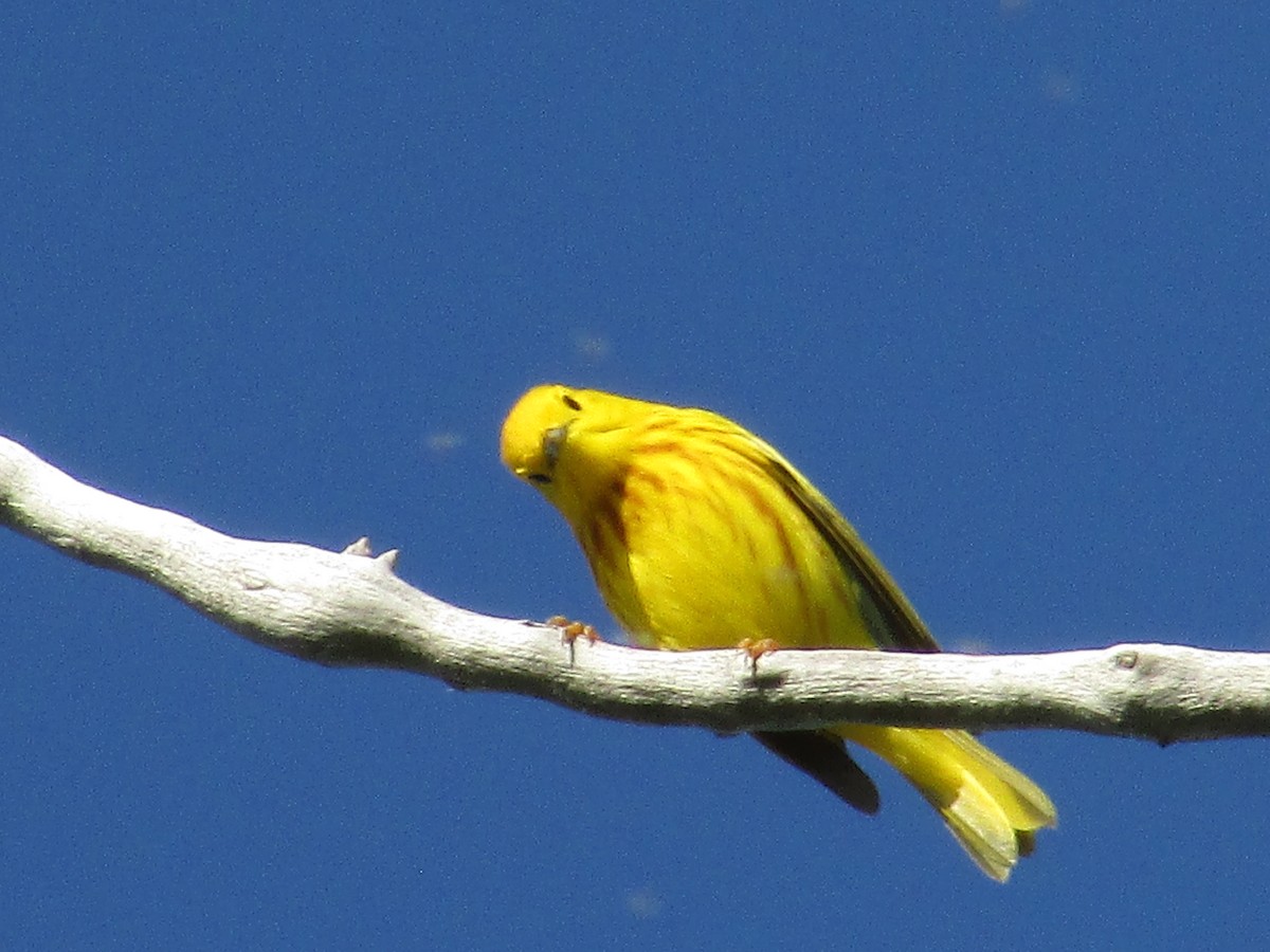 Yellow Warbler (Northern) - ML643795039