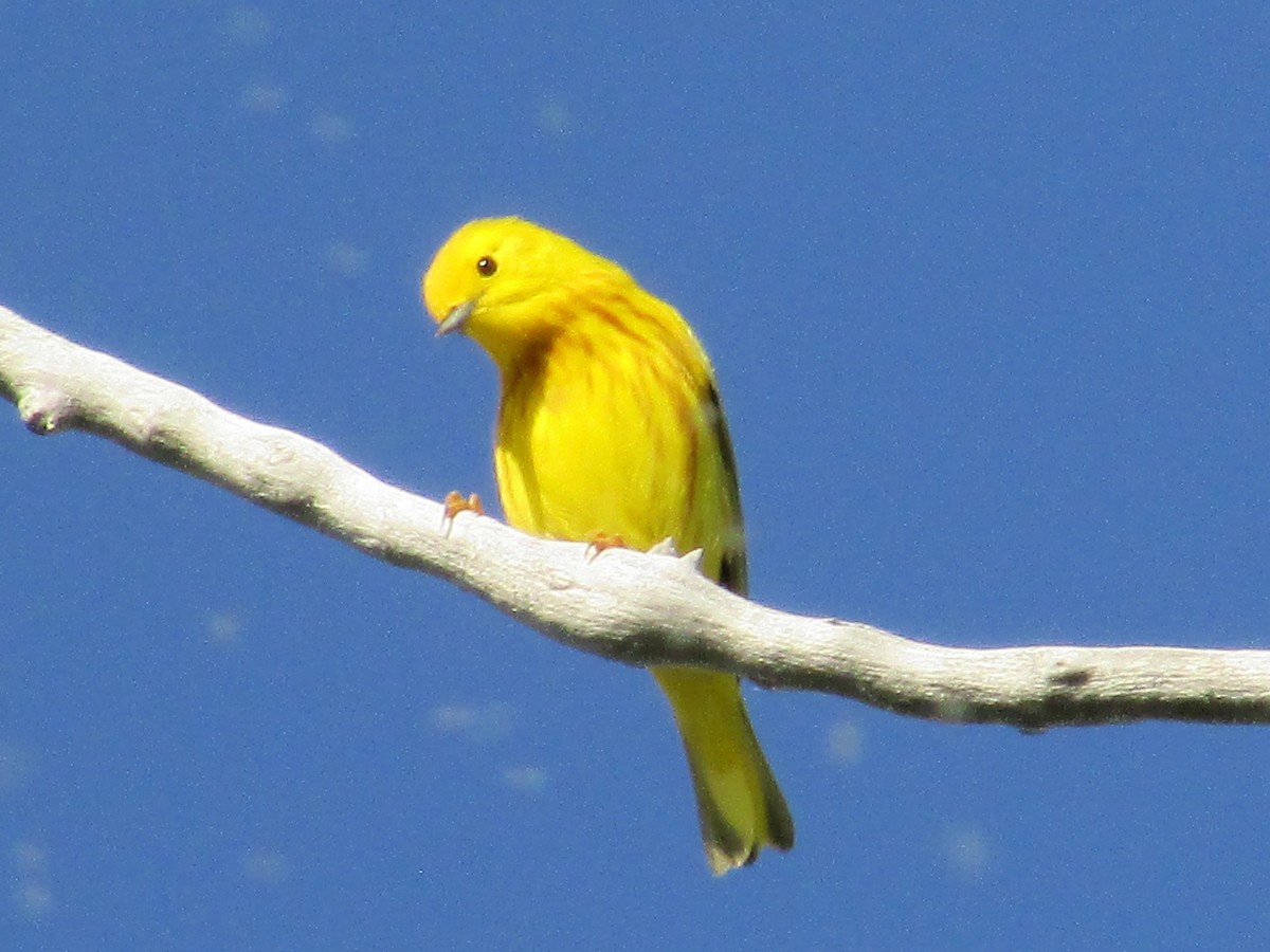 Yellow Warbler (Northern) - ML643795047