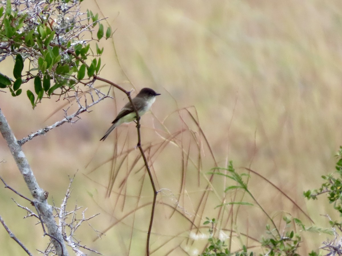 Eastern Phoebe - ML643795053