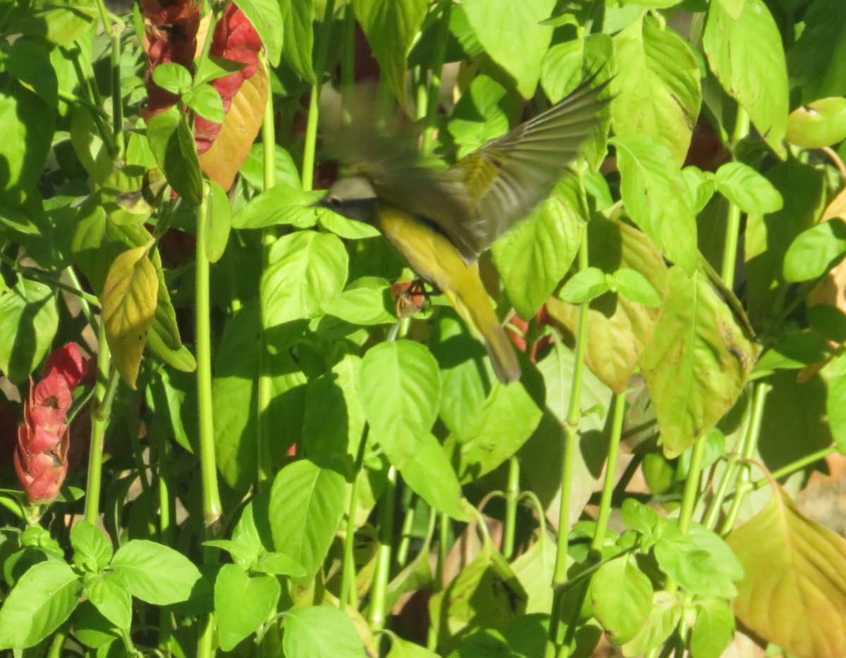 Nashville Warbler - ML643795055